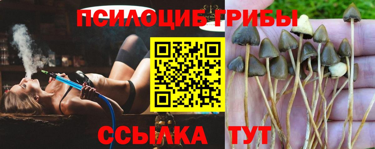 Псилоцибиновые грибы MAGIC MUSHROOMS  Вход с VPN  Губкинский 